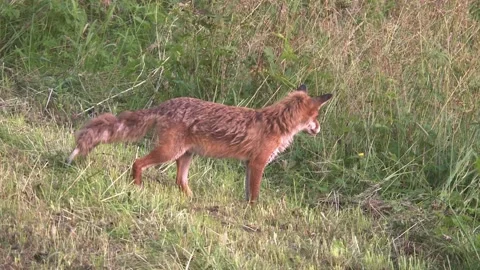 Red fox on a meadow Stock Footage 220452795