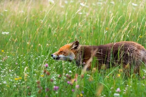 Red fox in the meadow Stock Photos