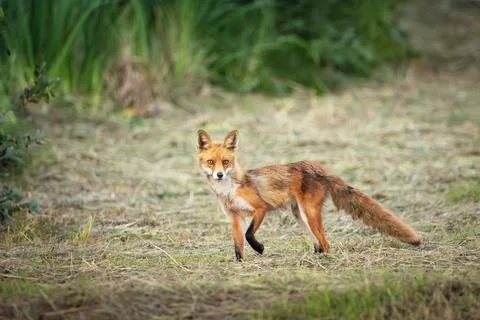 Red fox in the meadow Stock Photos