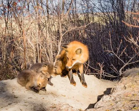 Red fox mom caring for her small pups outside den Stock Photos