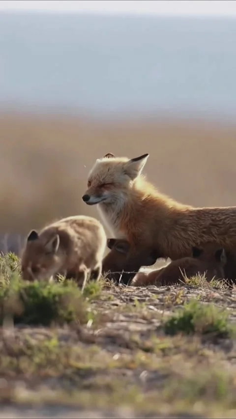 Red fox mother watching her playful kits in a sunny meadow Stock Footage 335049546