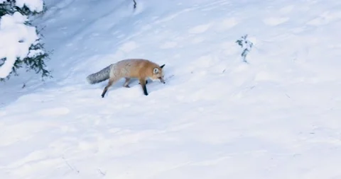 Red Fox in Motion Vídeo Stock 239960849
