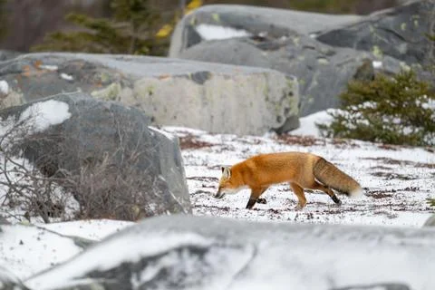 Red Fox moving around large boulders in winder Stock-Fotos