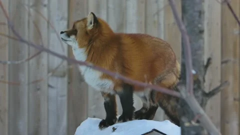 Red fox moving scouting on top of doghouse in backyard Stock Footage 170836857