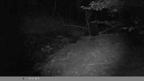 Red Fox Moving Through Forest at Night - Night Vision Trail Cam Stock Footage 341804559