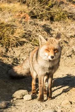 Red fox in the nature Stock Photos