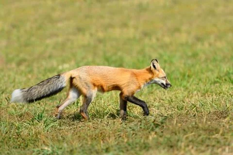 Red fox in nature Foto stock