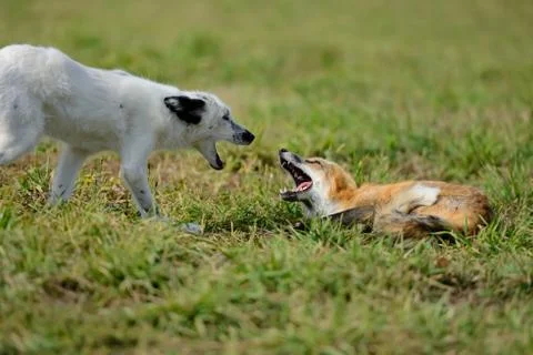 Red fox in nature Fotos Stock
