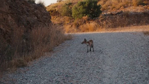 Red fox navigating uncharted terrain with cautious curiosity, embracing the.. Stock Footage 341685423