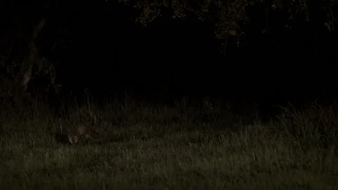 Red Fox at Night Stockbeeldmateriaal 227317025