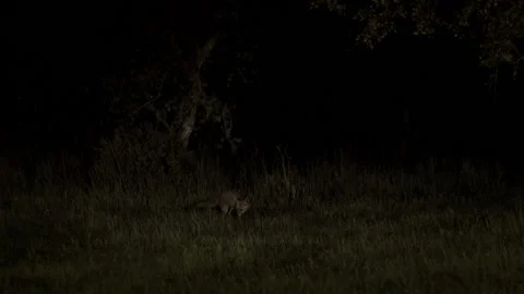 Red Fox at Night Stock Footage 227317073