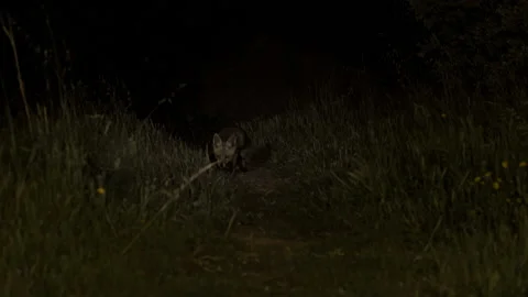 Red Fox at Night Stock Footage 227319905