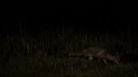 Red Fox at Night Stock Footage 227319924