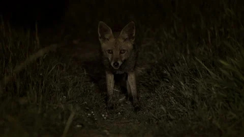 Red Fox at Night Stockbeeldmateriaal 227319949