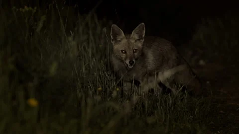 Red Fox at Night Stockbeeldmateriaal 227319992