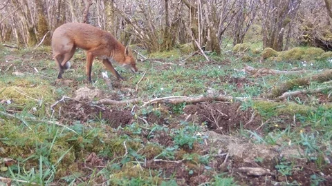 Red Fox Pair Greeting with Nose Kiss, Trail Camera Wildlife, Isle of Skye Video stock 334683117