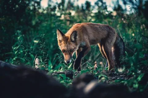 Red fox in the park Stock Photos