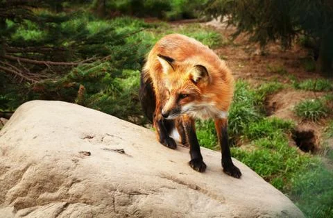 Red fox Stock Photos