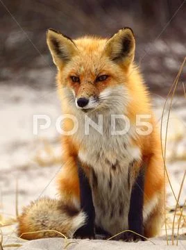 Red fox Stock Photos