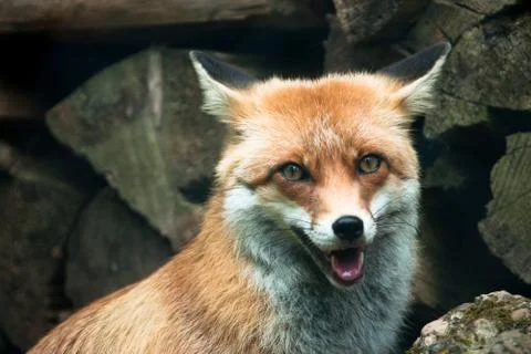 Red fox Stock Photos
