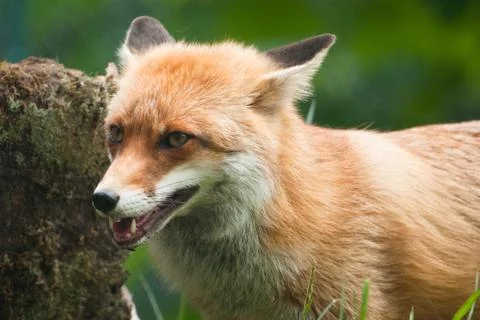 Red fox Foto stock