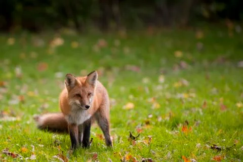 Red Fox Stock Photos