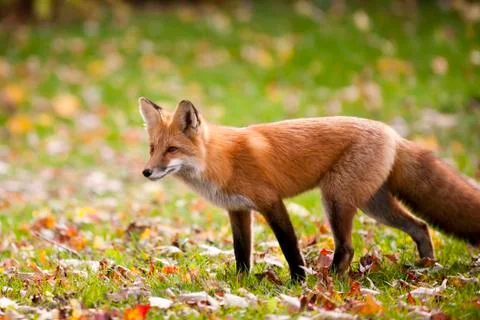 Red Fox Stock Photos