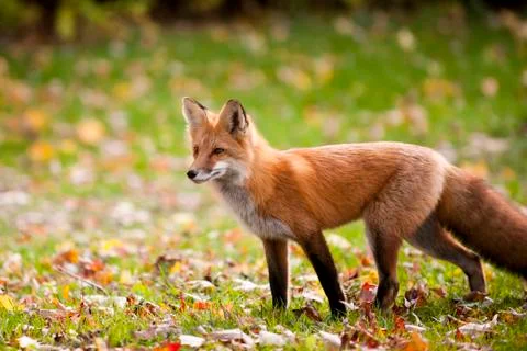 Red Fox Stock Photos