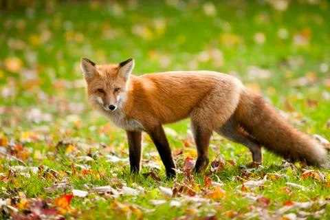 Red Fox Stock Photos