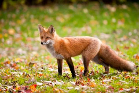 Red Fox Stock Photos