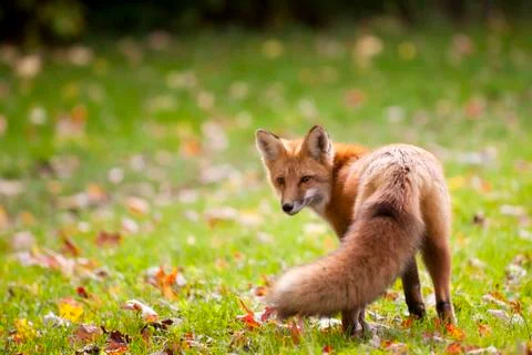 Red Fox Stock Photos