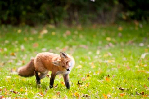 Red Fox Stock Photos