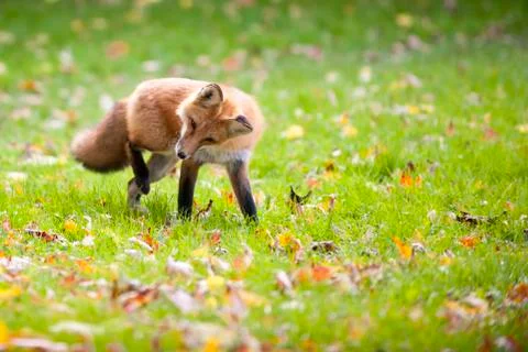 Red Fox Stock Photos