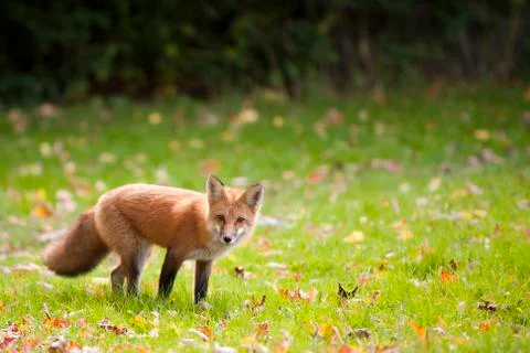 Red Fox Stock Photos