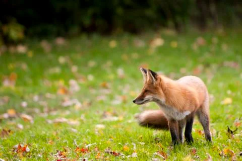 Red Fox Stock Photos