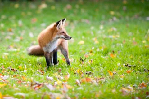 Red Fox Stock Photos