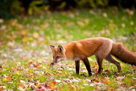 Red Fox Stock Photos