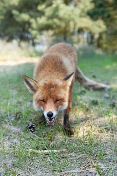 Red fox Stock Photos