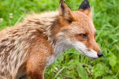 Red fox Stock Photos