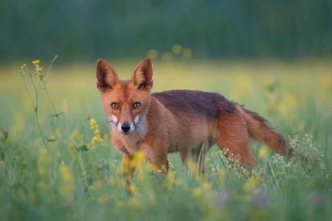 Red fox Stock Photos