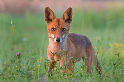 Red fox Foto stock
