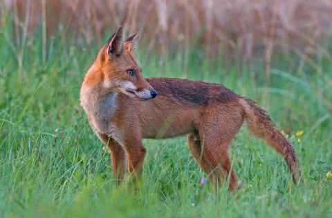 Red fox Foto stock
