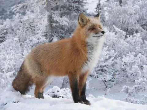 Red Fox Stock Photos