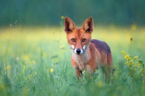 Red fox Stock Photos