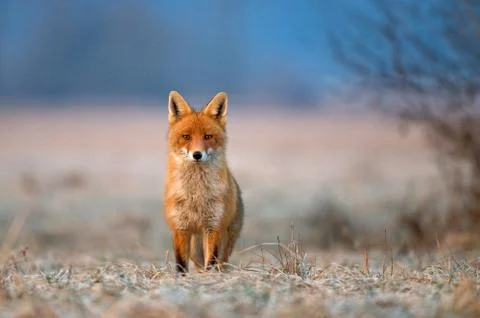 Red fox Foto stock