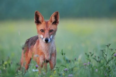 Red fox Stock Photos