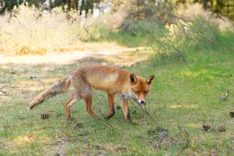 Red fox Foto stock