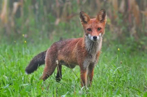 Red fox Stock Photos