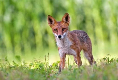 Red fox Foto stock