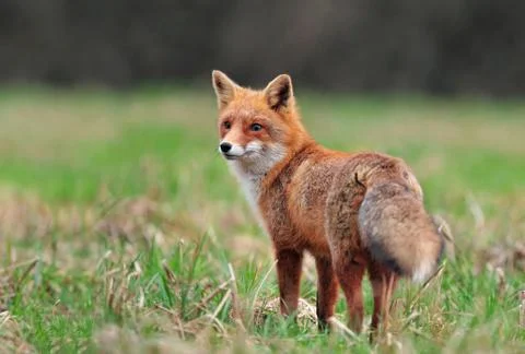 Red fox Stock Photos